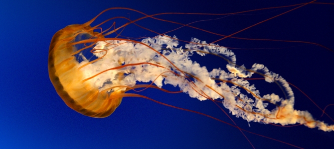 Jellyfish